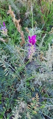 Astragalus onobrychis