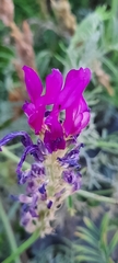 Astragalus onobrychis