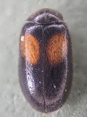 Herthania concinna