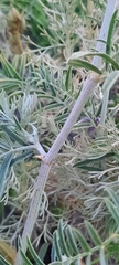 Astragalus onobrychis