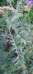 Astragalus onobrychis
