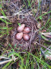 Lymnocryptes minimus