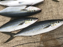 Elagatis bipinnulata