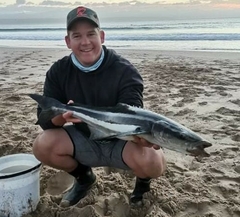 Rachycentron canadum