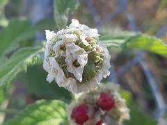 Varronia macrocephala
