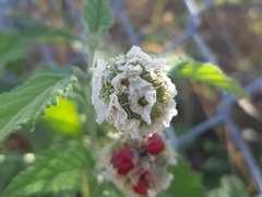 Varronia macrocephala