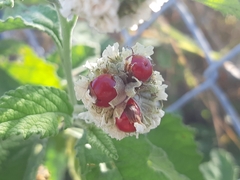 Varronia macrocephala