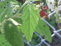 Varronia macrocephala