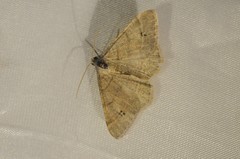 Digrammia muscariata