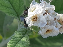 Varronia macrocephala