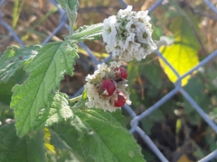 Varronia macrocephala