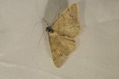 Digrammia muscariata