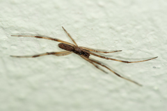 Episinus angulatus