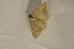 Digrammia muscariata