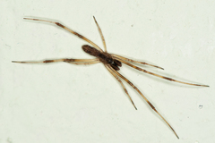 Episinus angulatus