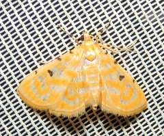Notarcha aurolinealis