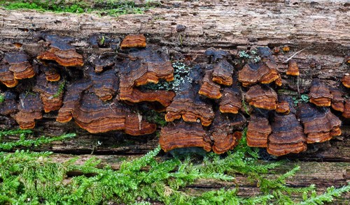 Oak Curtain Crust Fungus