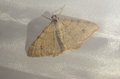 Digrammia muscariata