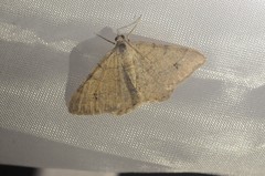 Digrammia muscariata