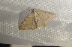 Digrammia muscariata