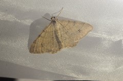 Digrammia muscariata