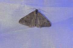 Digrammia muscariata