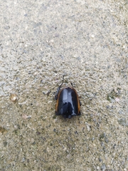 Odontolabis cuvera sinensis