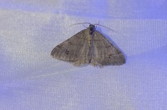 Digrammia muscariata