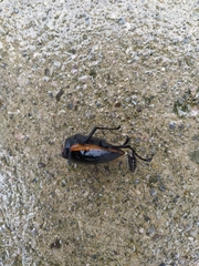 Odontolabis cuvera sinensis