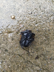Odontolabis cuvera sinensis
