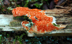 Hypomyces armeniacus