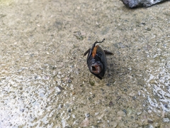 Odontolabis cuvera sinensis
