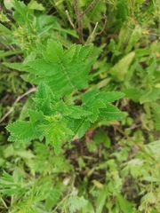 Pastinaca sativa