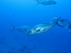 Pseudocaranx