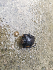 Odontolabis cuvera sinensis