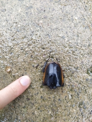 Odontolabis cuvera sinensis