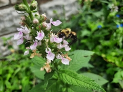 Bombus griseocollis