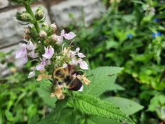 Bombus griseocollis