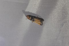 Dasypyga alternosquamella