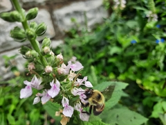 Bombus griseocollis