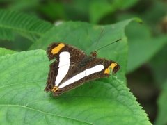 Adelpha iphicleola iphicleola