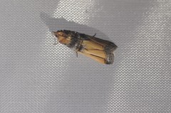 Dasypyga alternosquamella