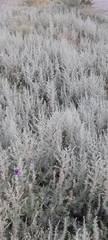 Artemisia
