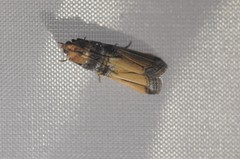 Dasypyga alternosquamella