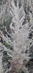 Artemisia