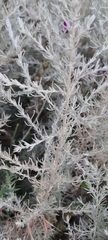 Artemisia