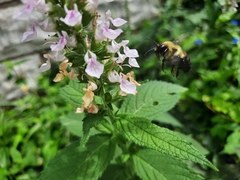 Bombus griseocollis