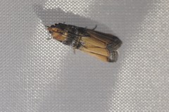 Dasypyga alternosquamella