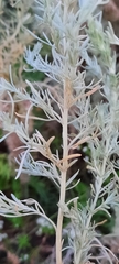 Artemisia