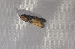 Dasypyga alternosquamella